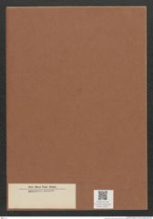 Diatomeae indet. Zeichnungen Sammlung Grunow Mappe 03471 (Herbarium_W_Grunow_drawings_Folder_03471)